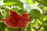 منطقه آزاد ارس رتبه نخست آذربایجان شرقی در تولید انجیر