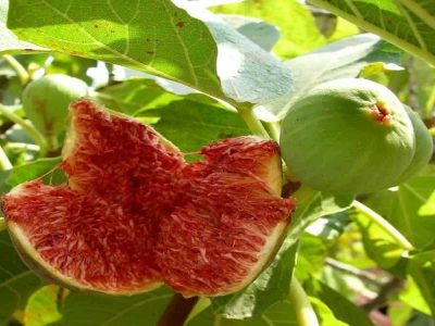 منطقه آزاد ارس رتبه نخست آذربایجان شرقی در تولید انجیر