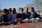 زغال‌اخته؛ محصول استراتژیک ارسباران با ارزش افزوده سه‌برابری نسبت به محصول خام