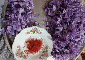 سطح زیر کشت زعفران در آذربایجان شرقی به بیش از ۴۴۸ هکتار رسید