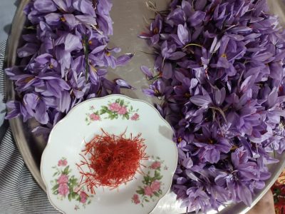 سطح زیر کشت زعفران در آذربایجان شرقی به بیش از ۴۴۸ هکتار رسید