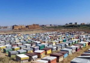 آمارگیری زنبورستانهای تبریز پایان یافت/ ۶۱۸ تن عسل در شهرستان تبریز سالانه تولید میشود