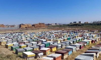 آمارگیری زنبورستانهای تبریز پایان یافت/ ۶۱۸ تن عسل در شهرستان تبریز سالانه تولید میشود