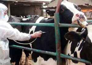 ضرورت هوشیاری دامداران در برابر بیماری تب برفکی