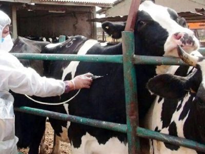 ضرورت هوشیاری دامداران در برابر بیماری تب برفکی