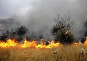 هشدار نسبت به افزایش خطر آتشسوزی علفهای هرز در فصل گرما