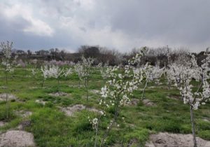 اجرای ۳۷ پارک و باغ میوه در تبریز