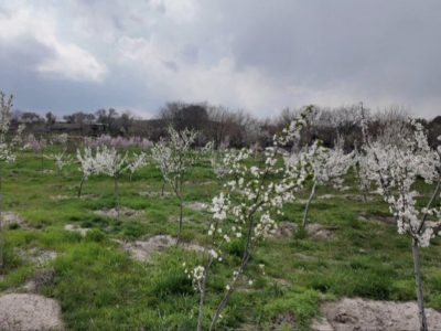 اجرای ۳۷ پارک و باغ میوه در تبریز