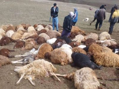 تلف شدن ۱۱۰ رأس گوسفند بر اثر برخورد صاعقه در اهر