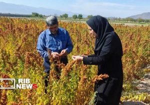 کشت گیاهان شورپسند در هفت شهرستان آذربایجانشرقی