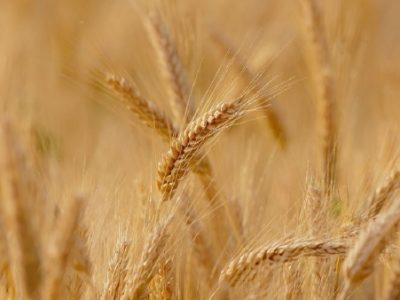 افزایش ۳۳ درصدی ظرفیت خرید تضمینی گندم در مراغه