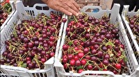 صادرات آلبالو از مراغه به روسیه