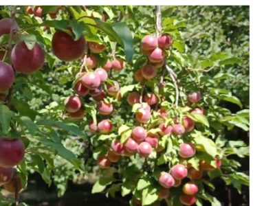 افزایش ۲ برابری تولید آلوچه در آذربایجان شرقی