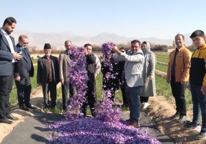 برداشت ۱٫۹ تن زعفران از مزارع شهرستان مرند