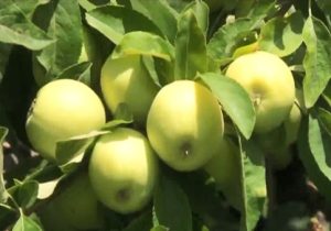 مراغه قطب تولید سیب آذربایجان شرقی