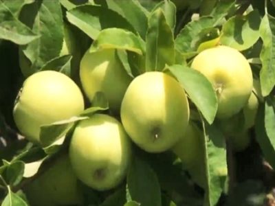 مراغه قطب تولید سیب آذربایجان شرقی