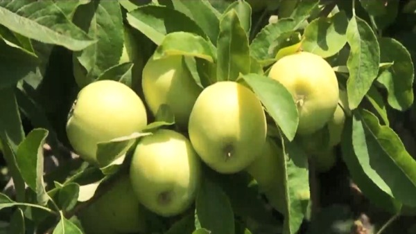 مراغه قطب تولید سیب آذربایجان شرقی مراغه قطب تولید سیب آذربایجان شرقی