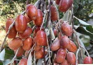 سنجد؛ ظرفیت مغفول باغبانی برای مقابله با خشکسالی و توسعه اقتصاد کشاورزی