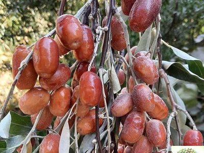 سنجد؛ ظرفیت مغفول باغبانی برای مقابله با خشکسالی و توسعه اقتصاد کشاورزی